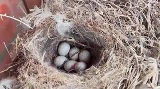 Sikorka wysiaduje jajka pod maską ciągnika
