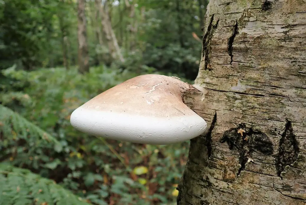 Białoporek brzozowy rosnący na drzewie