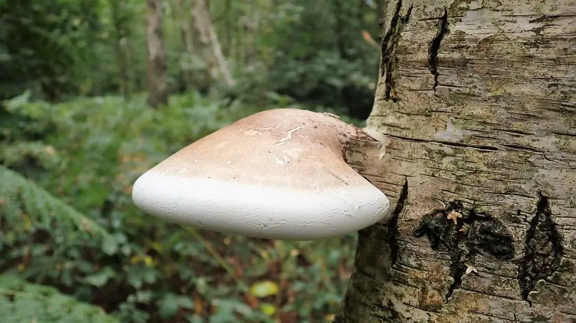 Białoporek brzozowy rosnący na drzewie