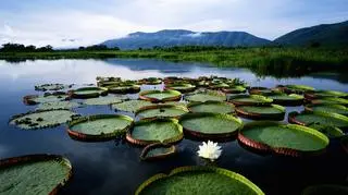 Pantanal