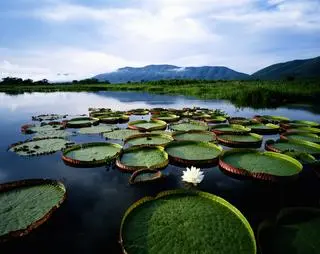 Pantanal