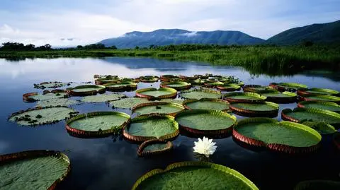 Pantanal – raj na ziemi