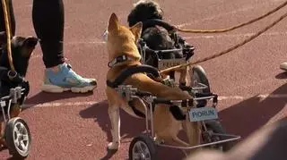 Psy na wózkach w szkołach. "Niepełnosprawność to jest nasz, ludzki problem, nie psi"