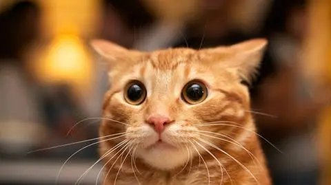 Kolor kota a jego zachowanie