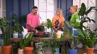 Jak przesadzać rośliny na wiosnę? 