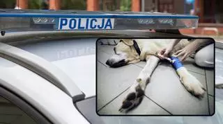 Radiowóz policyjny, leżący pies
