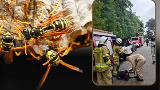 Atak szerszeni na pielgrzymów. Wśród poszkodowanych 4-letnie dziecko 