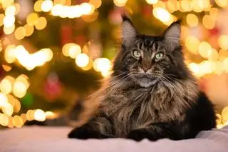 Kot Maine Coon