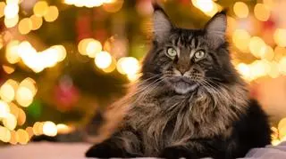 Kot Maine Coon