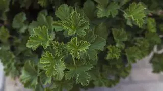 Kwiat anginowiec – właściwości, zastosowanie i uprawa. Jak pielęgnować roślinę?