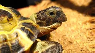 Najlepsze terrarium dla żółwia stepowego – na co zwracać uwagę przy jego zakupie?
