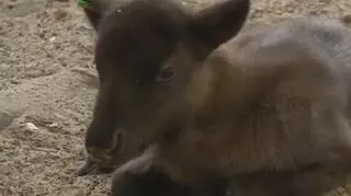 Narodziny reniferów we wrocławskim ZOO. "Jest ich mało"