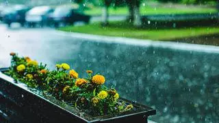 Doniczka z kwiatami na balkonie, w deszczu