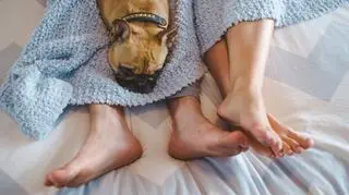 Zwierzęta w sypialni psują życie seksualne par? 
