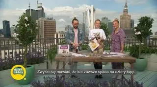 Zabezpiecz swój balkon dla kota - napisy