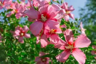 Hibiskus 