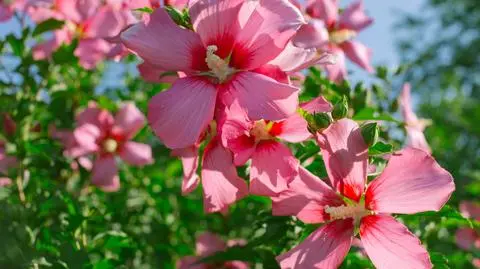 Hibiskus 