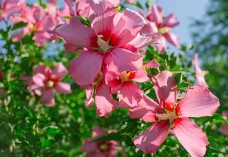 Hibiskus – którą odmianę najlepiej wybrać do ogrodu?