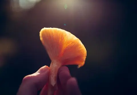 Pomarańczowe grzyby - jak je odróżnić? Kurka, mleczaj rydz, lisówka, gąska