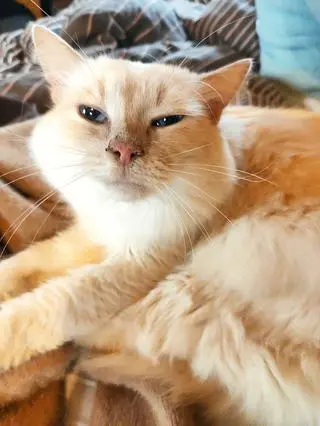 Aktualnie czytasz: Niezwykła, wojenna historia 28 kotów, które połączyły kobiety z 4 krajów