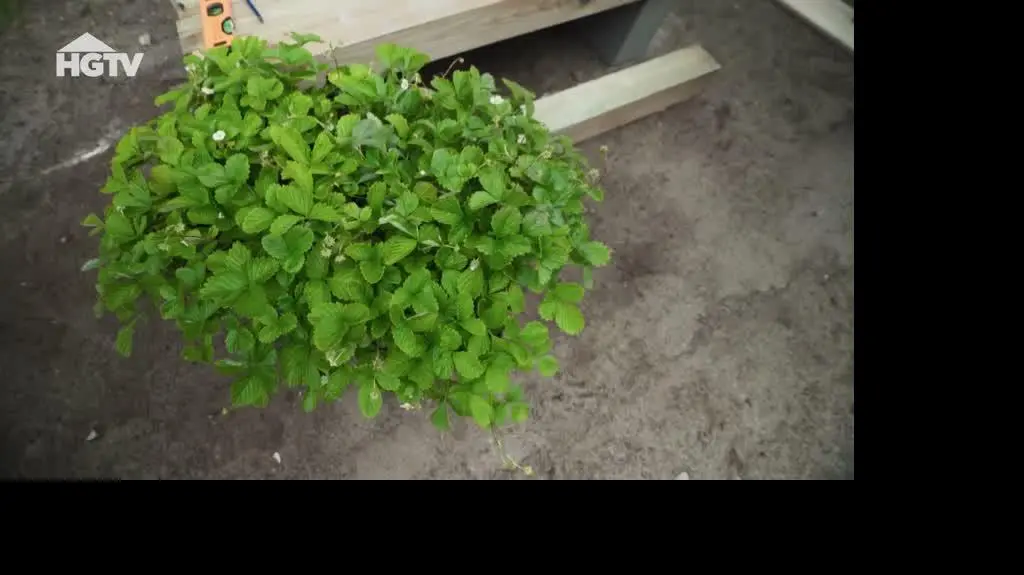20240507_HGTV_WO_Miniszklarnia