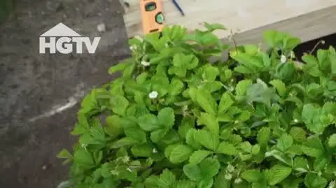 20240507_HGTV_WO_Miniszklarnia