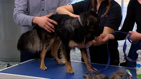 Jak zadbać o sierść pupila? 