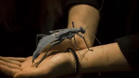 Straszyki – terrarium, żywienie. Jakie odmiany dla początkujących terrarystów?