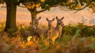 Pogoda na niedzielę. Dzisiaj przenikliwe zimno i silne podmuchy wiatru