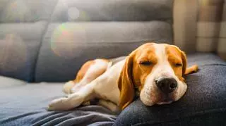 Portret beagle’a