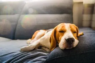 Jaką karmę dla beagle’a wybrać? 