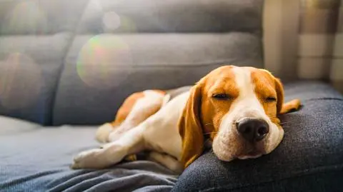 Jaka karma dla beagle’a będzie najlepsza – poradnik