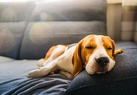 Jaka karma dla beagle’a będzie najlepsza – poradnik