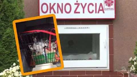 Kocięta w oknie życia