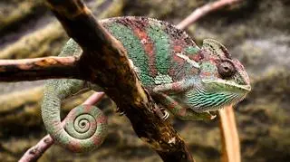 Terrarium dla kameleona jemeńskiego – jakie wybrać i jak je urządzić?