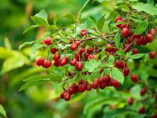 Berberys Erecta – kiedy ciąć? Pielęgnacja