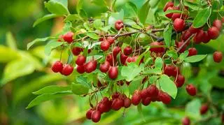 Berberys – uprawa, rozmnażanie i pielęgnacja w ogrodzie. Przycinanie berberysów krok po kroku