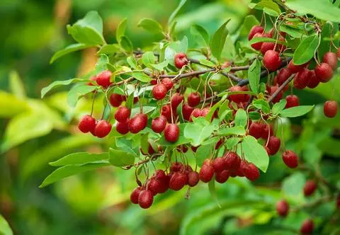 Berberys – uprawa, rozmnażanie i pielęgnacja w ogrodzie. Przycinanie berberysów krok po kroku