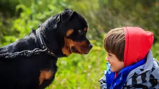 Pies (nie)idealny. Jak radzić sobie z niepokojącymi zachowaniami pupila wobec dziecka?