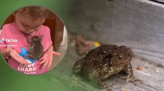 Niezwykła relacja 2-latki i żaby. Ta przyjaźń jest hitem w sieci. "Od razu chciała ją przytulić" 