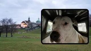 Pies zaatakował na ulicach Warszawy. Policja szuka właściciela