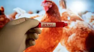 WHO ostrzega przed ptasią grypą. Ponad połowa zakażonych do tej pory ludzi umarła