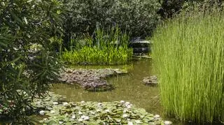 Oczeret jeziorny