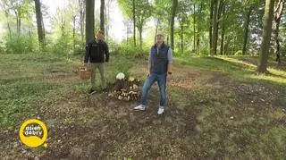 Idziemy na grzyby