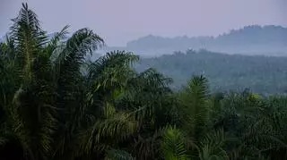 Dżungla w Ekwadorze