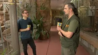 Rajskie ptaki i największy gołąb świata we Wrocławskim zoo