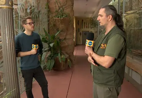 Rajskie ptaki i największy gołąb świata we Wrocławskim zoo