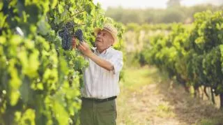 W jaki sposób przygotować moszcz winny?