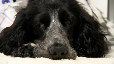 Jak sobie poradzić z lękiem separacyjnym u psa? 