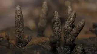 Palce umarlaka, czyli horror w polskich lasach. Co to za grzyb?